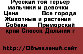 Русский той-терьер мальчики и девочки › Цена ­ 8 000 - Все города Животные и растения » Собаки   . Приморский край,Спасск-Дальний г.